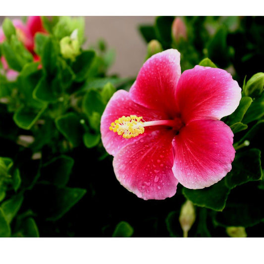 Rainforest Hibiscus