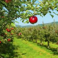 Apple Orchard