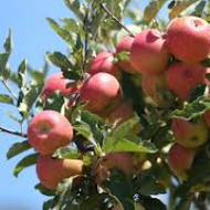 Apples and Oak