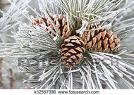 Frosted Pine