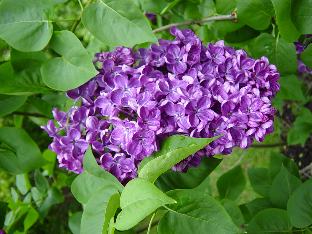 Lilac