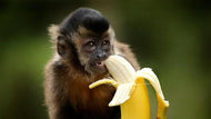 Monkey Farts