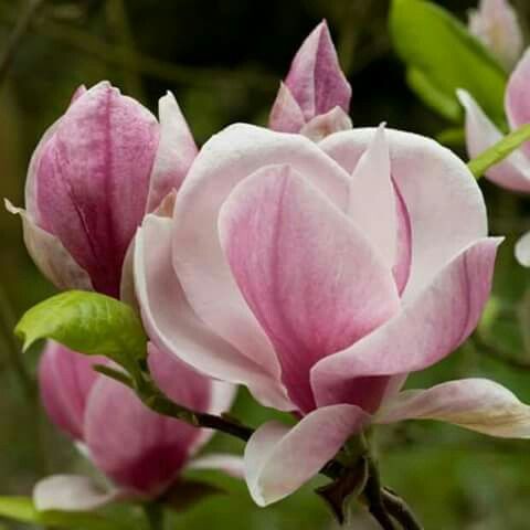 Bibiy MAGNOLIA Pink ピンク Amazon.com : Jane Magnolia Tree Live Plant, Pink Tulip
