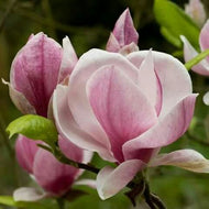 Pink Magnolia Blossom